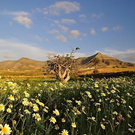 Daire El Aceitun Homes *