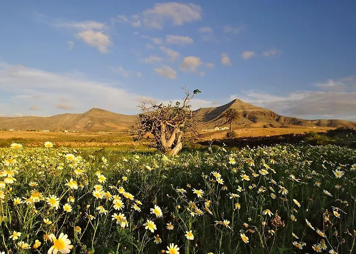 Apartamento El Aceitun Homes *