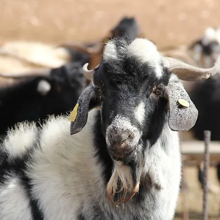 El Aceitun Homes غران تاراغال