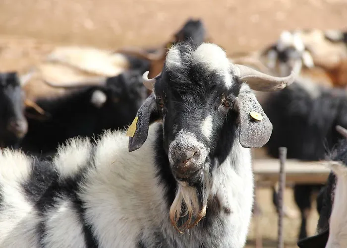 El Aceitun Homes Gran Tarajal